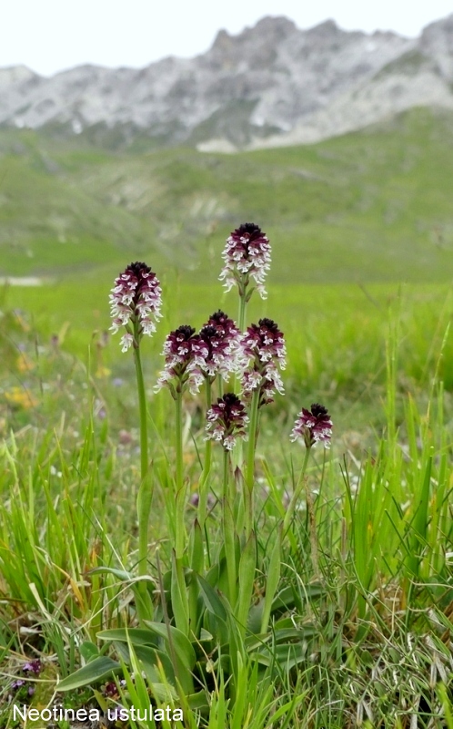 Campo Imperatore, laltopiano e le orchidee  19 giugno 2021.